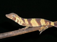 Anolis transversalis