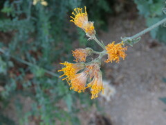 Bebbia atriplicifolia