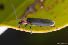 Pyractonema
