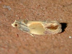 Eumarozia malachitana