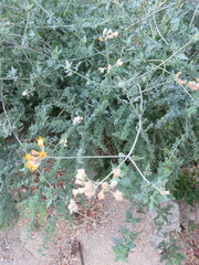 Bebbia atriplicifolia