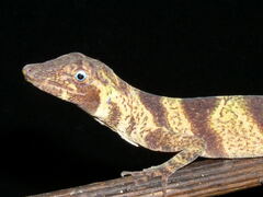 Anolis transversalis