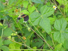 Macroptilium atropurpureum