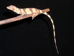 Anolis transversalis