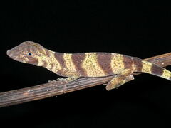 Anolis transversalis
