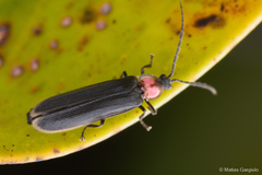 Pyractonema