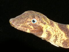 Anolis transversalis