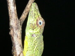 Anolis transversalis