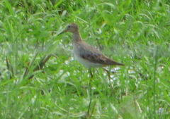 Calidris melanotos