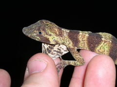 Anolis transversalis