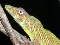 Anolis transversalis
