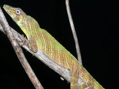 Anolis transversalis