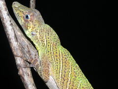 Anolis transversalis