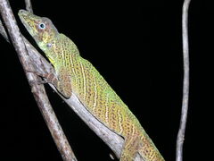 Anolis transversalis