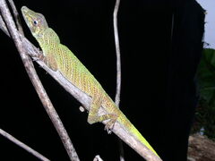 Anolis transversalis