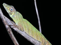 Anolis transversalis