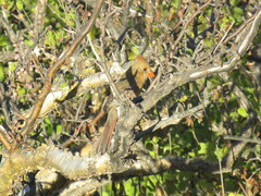 Cardinalis cardinalis igneus