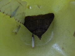 Zanclognatha laevigata