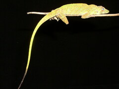 Anolis transversalis