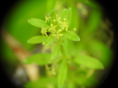 Cruciata glabra