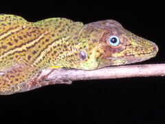 Anolis transversalis