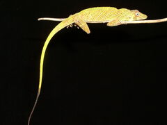 Anolis transversalis