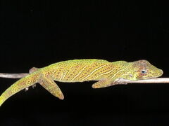 Anolis transversalis