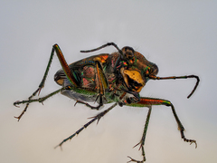 Cicindela sylvicola
