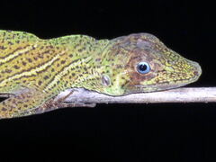 Anolis transversalis