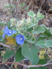 Jacquemontia abutiloides