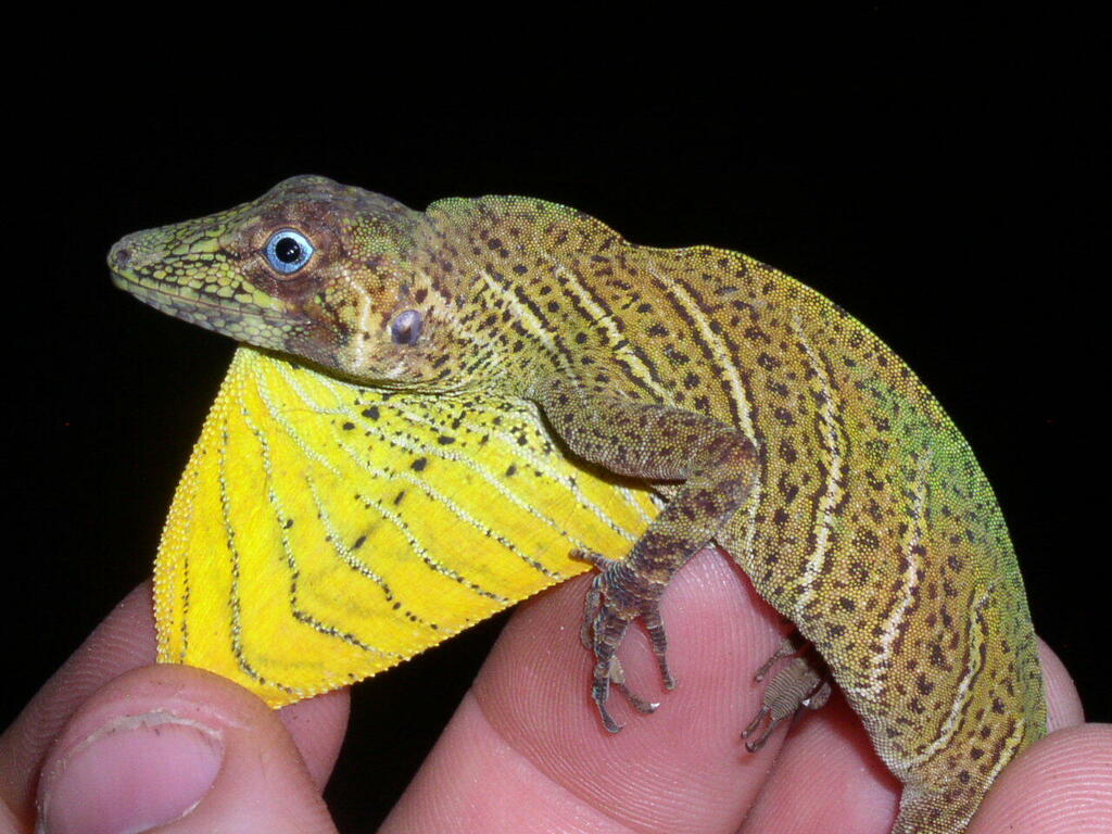 Banded Tree Anole