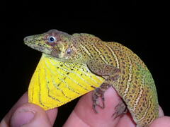 Anolis transversalis