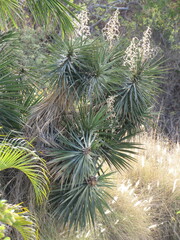 Yucca capensis