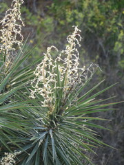 Yucca capensis
