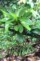 Bulbophyllum penduliscapum