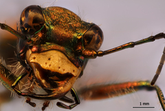 Cicindela sylvicola