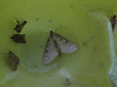 Blepharomastix ranalis