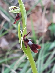 Ophrys insectifera