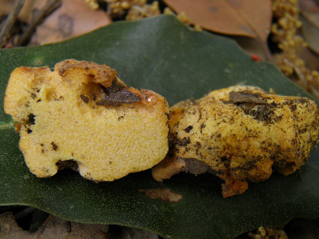Hydnangium aurantiacum