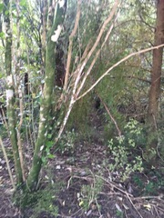 Podocarpus totara