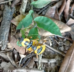 Chauliognathus missionum