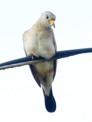 Columbina cruziana