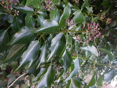 Hedera colchica