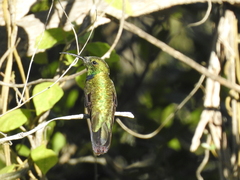 Anthracothorax dominicus