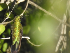 Anthracothorax dominicus