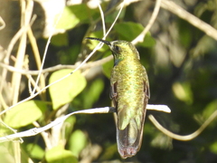Anthracothorax dominicus