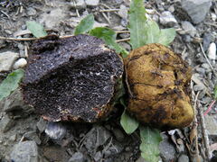 Melanogaster broomeanus