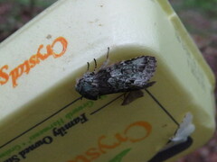 Macrurocampa marthesia