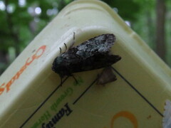 Macrurocampa marthesia