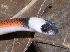 Drepanoides anomalus
